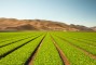 Crops in a Field